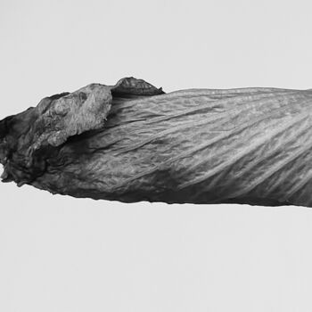 Photography titled "PREPUCE. FORESKIN" by Eric Gizard, Original Artwork, Paper