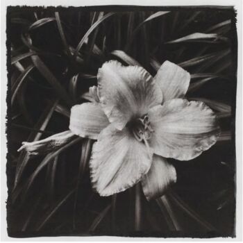Photographie intitulée "Lys, 2021" par Marie-Jeanne  Caprasse, Œuvre d'art originale, Papier