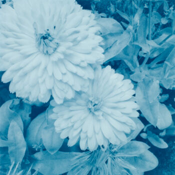 Photography titled "Fleurs 2022" by Marie-Jeanne  Caprasse, Original Artwork, Analog photography