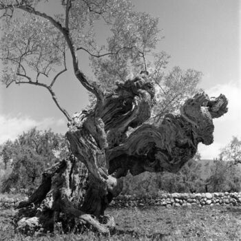 Photographie intitulée "Arbre dans la campa…" par Georges Martin, Œuvre d'art originale, Papier