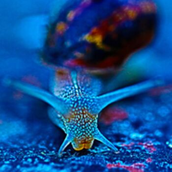 Digital Arts titled "FRANCESCO L'ESCARGOT" by Na Ganna... !!, Original Artwork, Aluminium