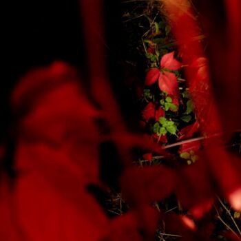 Photographie intitulée "Image du monde flot…" par Emmanuelle Benjamin, Œuvre d'art originale, Photographie numérique Monté s…