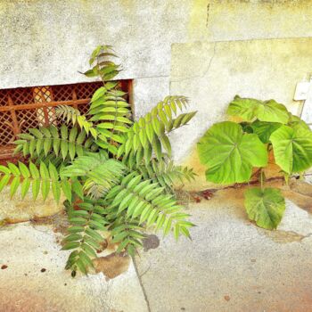 Photography titled "Végétation urbaine…" by Luna.D, Original Artwork, Paper