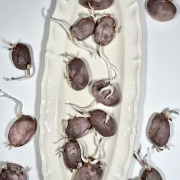 "Patates germées" başlıklı Heykel Daria Krotova tarafından, Orijinal sanat, Seramik