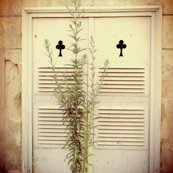 Photography titled "Végétation urnaine…" by Luna.D, Original Artwork, Paper