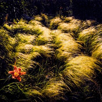 Photography titled "les herbes d'or sér…" by Fabian Da Costa, Original Artwork, Digital Print