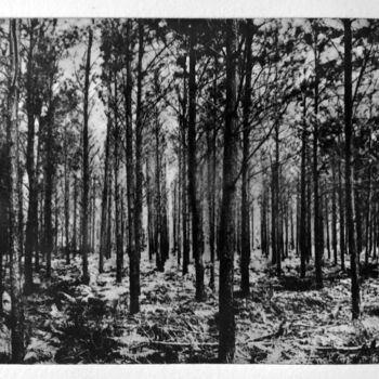 Printmaking titled "Forêt" by Daniel Nassoy, Original Artwork, Engraving