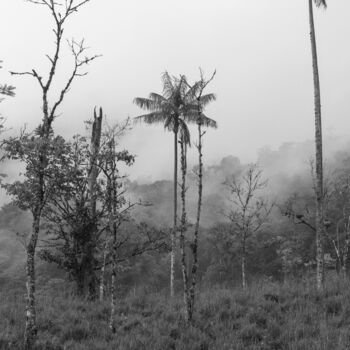 Photographie intitulée "El Bosque, Série Cu…" par Rosalie Parent, Œuvre d'art originale, Verre