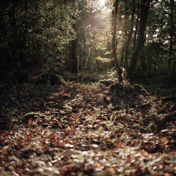 Photographie intitulée "Forêt I" par Rosalie Parent, Œuvre d'art originale, Impression numérique