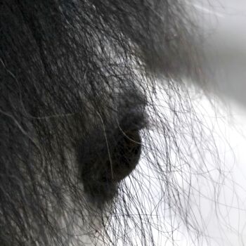 Fotografie mit dem Titel "bayaz" von Alireza Bagheri Sani, Original-Kunstwerk, Digitale Fotografie