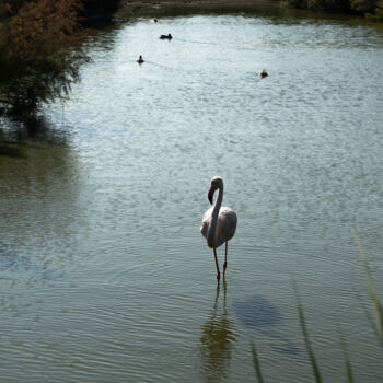 Fotografie getiteld "Flamant rose macro" door Coralie Dauzats, Origineel Kunstwerk, Digitale fotografie