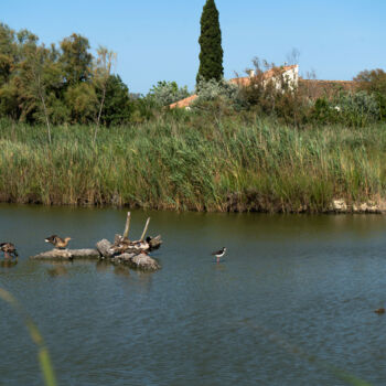 Fotografie getiteld "Oiseaux au parc orn…" door Coralie Dauzats, Origineel Kunstwerk, Digitale fotografie