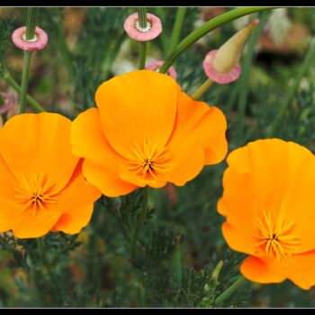 "Fleurs d'eschscholt…" başlıklı Fotoğraf Frederic Hodiesne tarafından, Orijinal sanat, Dijital Fotoğrafçılık
