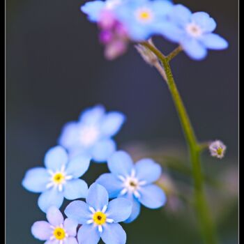 Photography titled "Forget me not. Peti…" by Frederic Hodiesne, Original Artwork, Digital Photography