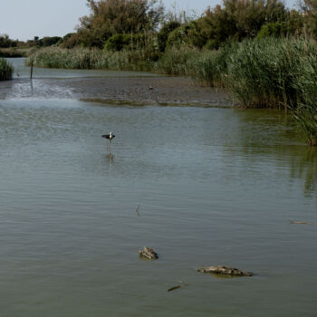 Fotografie getiteld "Un petit oiseau au…" door Coralie Dauzats, Origineel Kunstwerk, Digitale fotografie