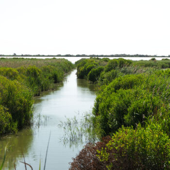 Fotografie getiteld "Photo paysage natur…" door Coralie Dauzats, Origineel Kunstwerk, Digitale fotografie