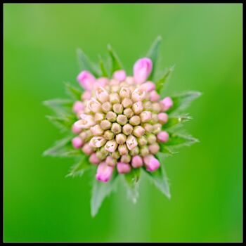 Photography titled "fleur naissante de…" by Frederic Hodiesne, Original Artwork, Digital Photography
