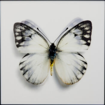 Painting titled "Butterfly White II" by James Chiew, Original Artwork, 2D Digital Work