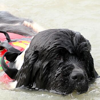 "Swimming Dog with L…" başlıklı Fotoğraf M Alk tarafından, Orijinal sanat, Dijital Fotoğrafçılık