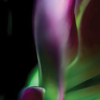 Photography titled "Bloom In Light" by Karel Jan Willem Fehr, Original Artwork, Digital Photography