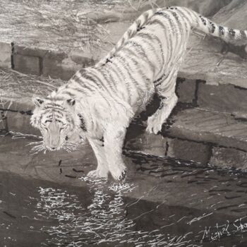 Dessin intitulée "Tigre blanc" par Michel Schaillée, Œuvre d'art originale, Fusain