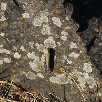 Fotografie getiteld "Photo insecte sur u…" door Coralie Dauzats, Origineel Kunstwerk, Digitale fotografie