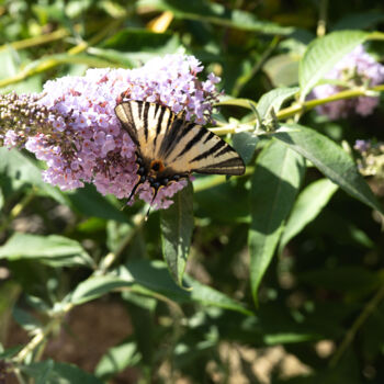 Fotografie getiteld "Flambé sur Lilas –…" door Coralie Dauzats, Origineel Kunstwerk, Digitale fotografie
