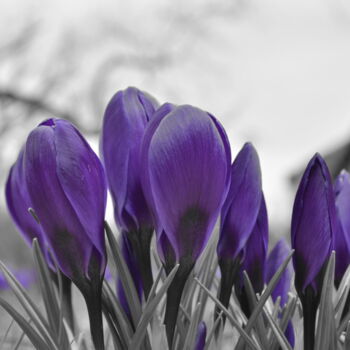 Фотография под названием "Violettes Grey" - Mick Paulat, Подлинное произведение искусства, Цифровая фотография