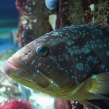 Fotografie getiteld "Portrait de Mérou –…" door Coralie Dauzats, Origineel Kunstwerk, Digitale fotografie