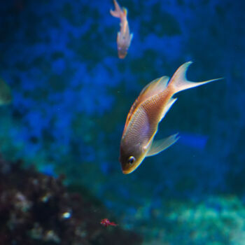 Fotografie getiteld "Chromis en Plongée…" door Coralie Dauzats, Origineel Kunstwerk, Digitale fotografie