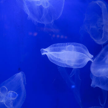 Fotografie getiteld "Danse Éthérée – Méd…" door Coralie Dauzats, Origineel Kunstwerk, Digitale fotografie