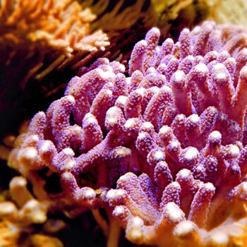 Фотография под названием "Underwater Garden -…" - M Alk, Подлинное произведение искусства, Цифровая фотография