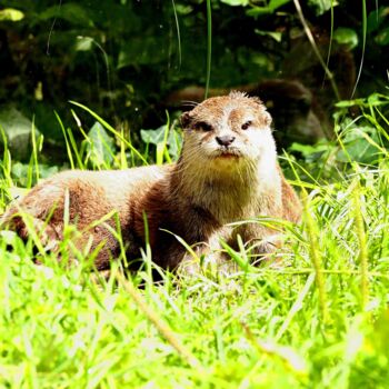 "Otter's Rest - Peac…" başlıklı Fotoğraf M Alk tarafından, Orijinal sanat, Dijital Fotoğrafçılık