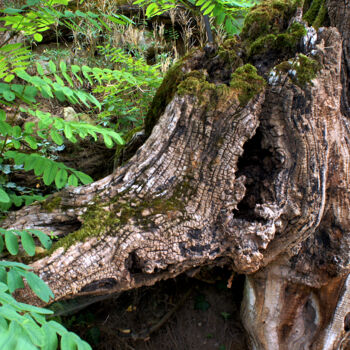 Fotografie getiteld "Les Racines d'Auver…" door Cedric Boichu, Origineel Kunstwerk, Digitale fotografie