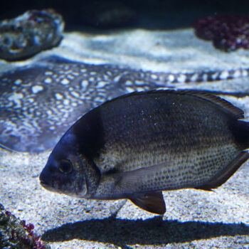 Fotografie getiteld "Regard Argenté" door Coralie Dauzats, Origineel Kunstwerk, Digitale fotografie