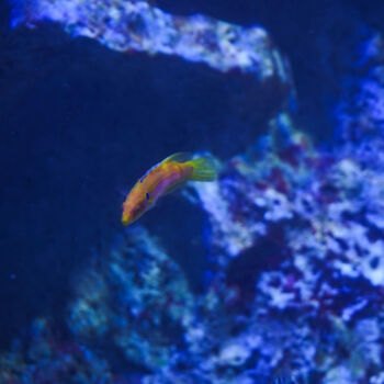 Fotografie getiteld "Capturé à travers l…" door Coralie Dauzats, Origineel Kunstwerk, Digitale fotografie