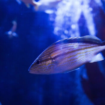 Fotografie getiteld ""Regards profonds"…" door Coralie Dauzats, Origineel Kunstwerk, Digitale fotografie