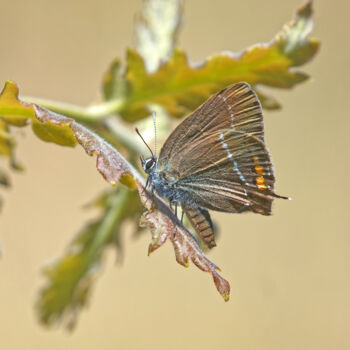 Фотография под названием "Thècle de l’yeuse" - Lermuze, Подлинное произведение искусства, Цифровая фотография