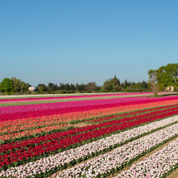 Фотография под названием "Champ de tulipes" - Lermuze, Подлинное произведение искусства, Цифровая фотография