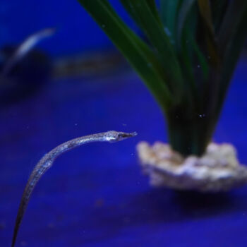 Fotografie getiteld "Photo macro – Syngn…" door Coralie Dauzats, Origineel Kunstwerk, Digitale fotografie