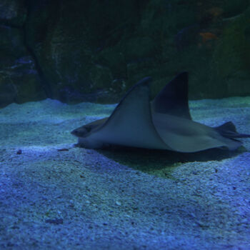 Fotografie getiteld "Aile marine – Détai…" door Coralie Dauzats, Origineel Kunstwerk, Digitale fotografie