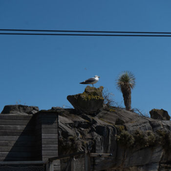 Fotografie getiteld "Intruse perchée – M…" door Coralie Dauzats, Origineel Kunstwerk, Digitale fotografie