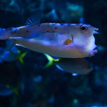 Fotografie getiteld "Le Regard Corné – P…" door Coralie Dauzats, Origineel Kunstwerk, Digitale fotografie