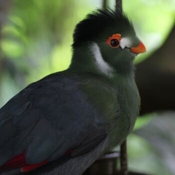 "Teintes subtiles de…" başlıklı Fotoğraf Marc Godard tarafından, Orijinal sanat, Fotoşopsuz fotoğraf