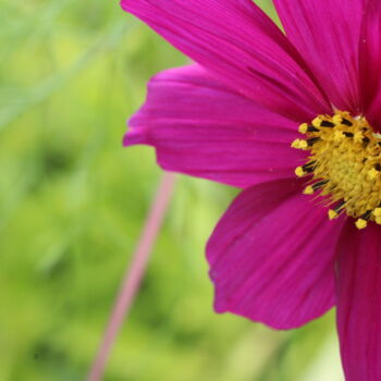 "Cosmos aux pétales…" başlıklı Fotoğraf Marc Godard tarafından, Orijinal sanat, Fotoşopsuz fotoğraf