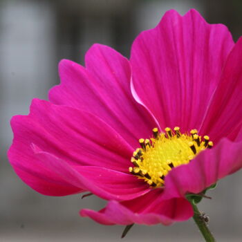 "Cosmos aux pétales…" başlıklı Fotoğraf Marc Godard tarafından, Orijinal sanat, Fotoşopsuz fotoğraf