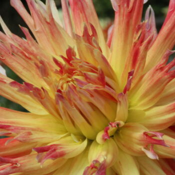 "Dahlia aux teintes…" başlıklı Fotoğraf Marc Godard tarafından, Orijinal sanat, Fotoşopsuz fotoğraf