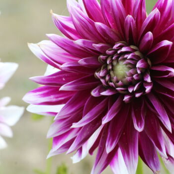 "Dahlia violet et ma…" başlıklı Fotoğraf Marc Godard tarafından, Orijinal sanat, Fotoşopsuz fotoğraf