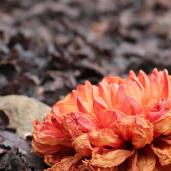"Beauté fragile d’un…" başlıklı Fotoğraf Marc Godard tarafından, Orijinal sanat, Fotoşopsuz fotoğraf