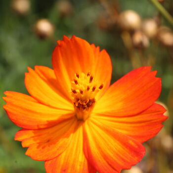 "Éclat flamboyant d’…" başlıklı Fotoğraf Marc Godard tarafından, Orijinal sanat, Fotoşopsuz fotoğraf artwork_cat. üzerine mo…